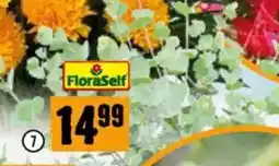 Hornbach Eukalyptus Azura immergrüne Angebot