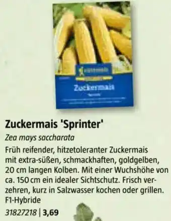 Bauhaus Zuckermais Sprinter Angebot