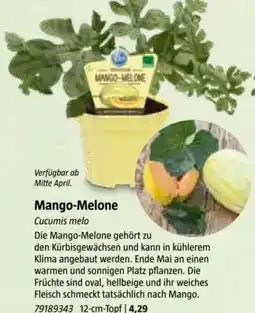 Bauhaus Mango Melone Angebot