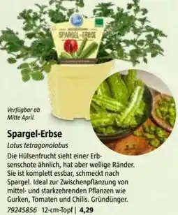 Bauhaus Spargel-Erbse Angebot