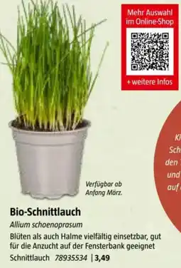 Bauhaus Bio-Schnittlauch Angebot