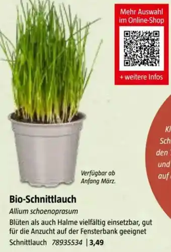 Bauhaus Bio-Schnittlauch Angebot