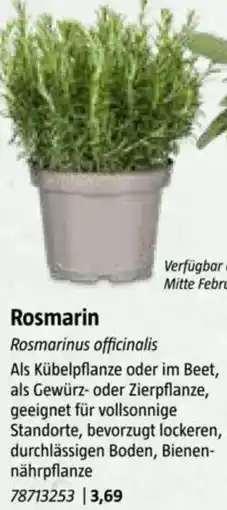 Bauhaus Rosmarin Angebot