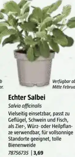Bauhaus Echter Salbei Angebot