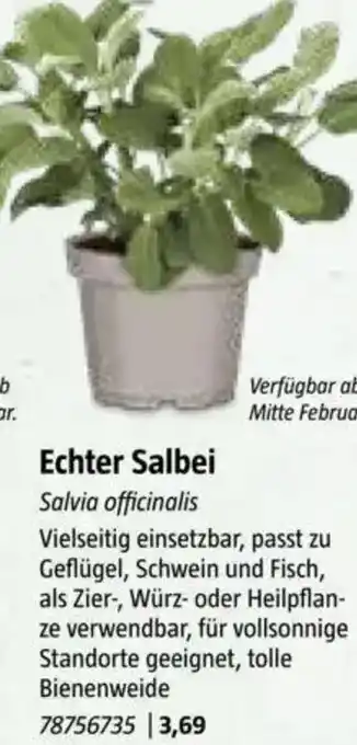 Bauhaus Echter Salbei Angebot