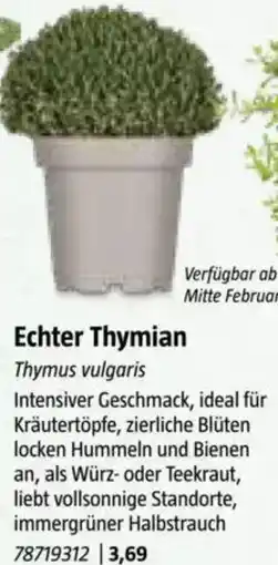 Bauhaus Echter Thymian Angebot