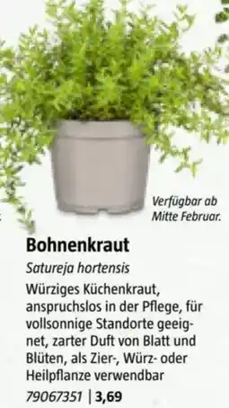 Bauhaus Bohnenkraut Angebot