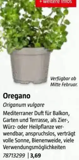Bauhaus Oregano Angebot