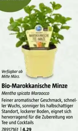 Bauhaus Bio-Marokkanische Minze Angebot