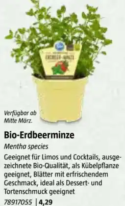 Bauhaus Bio-Erdbeerminze Angebot