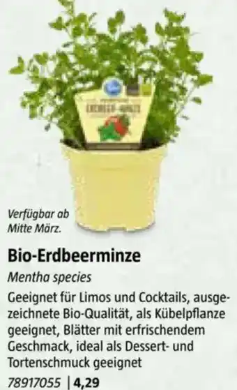 Bauhaus Bio-Erdbeerminze Angebot