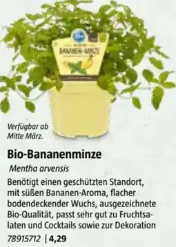 Bauhaus Bio-Bananenminze Angebot