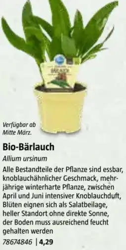 Bauhaus Bio-Bärlauch Angebot