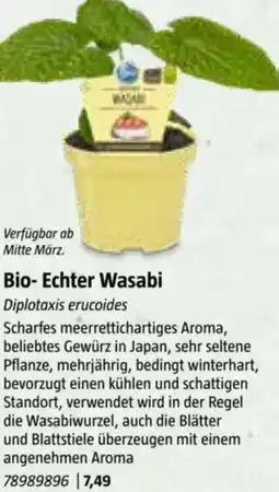 Bauhaus Bio- Echter Wasabi Angebot