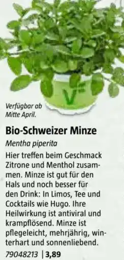 Bauhaus Bio-Schweizer Minze Angebot