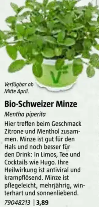 Bauhaus Bio-Schweizer Minze Angebot