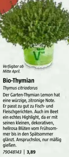 Bauhaus Bio-Thymian Angebot