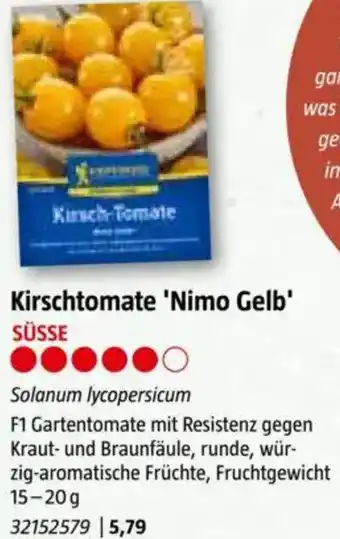Bauhaus Kirschtomate 'Nimo Gelb Angebot