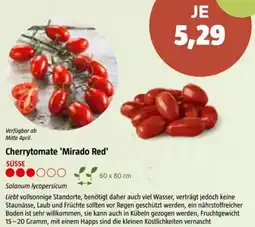 Bauhaus Cherrytomate 'Mirado Red Angebot