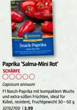 Bauhaus Paprika 'Salma-Mini Rot Angebot