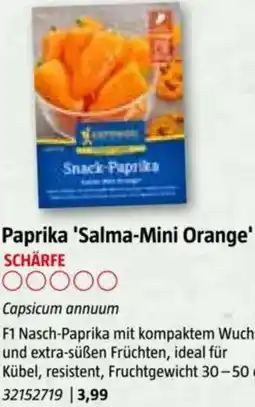 Bauhaus Paprika 'Salma-Mini Orange Angebot