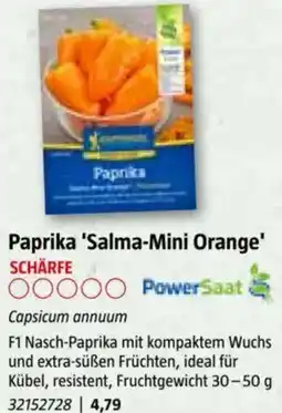 Bauhaus Paprika 'Salma-Mini Orange Angebot