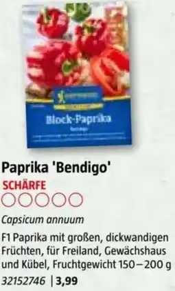 Bauhaus Paprika 'Bendigo Angebot