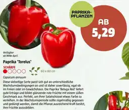Bauhaus Paprika 'Torelus Angebot