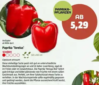 Bauhaus Paprika 'Torelus Angebot