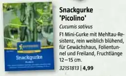 Bauhaus Snackgurke 'Picolino Angebot