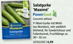 Bauhaus Salatgurke 'Maximé Angebot