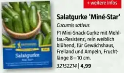 Bauhaus Salatgurke 'Miné-Star Angebot