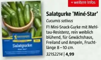 Bauhaus Salatgurke 'Miné-Star Angebot