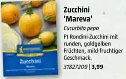 Bauhaus Zucchini 'Mareva Angebot