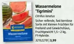 Bauhaus Wassermelone 'Tigrimini Angebot