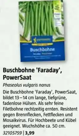 Bauhaus Buschbohne 'Faraday', PowerSaat Angebot