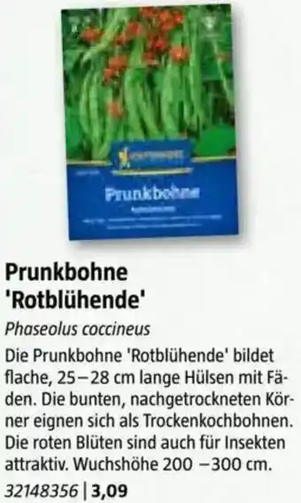 Bauhaus Prunkbohne 'Rotblühende Angebot