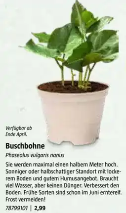 Bauhaus Buschbohne Angebot