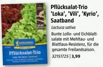 Bauhaus Pflücksalat-Trio Loka, Vili, Kyrio, Saatband Angebot