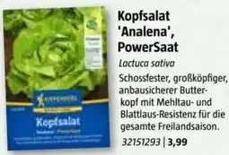 Bauhaus Kopfsalat Analena, PowerSaat Angebot