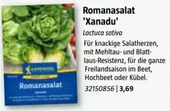 Bauhaus Romanasalat Xanadu Angebot