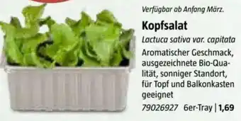 Bauhaus Kopfsalat Angebot
