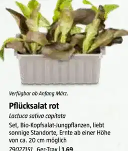 Bauhaus Pflücksalat rot Angebot