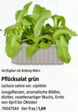 Bauhaus Pflücksalat grün Angebot