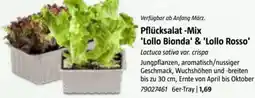 Bauhaus Pflücksalat -Mix Lollo Bionda & Lollo Rosso Angebot