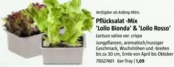 Bauhaus Pflücksalat -Mix Lollo Bionda & Lollo Rosso Angebot