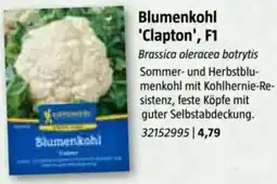 Bauhaus Blumenkohl 'Clapton', F1 Angebot