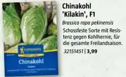 Bauhaus Chinakohl 'Kilakin', F1 Angebot