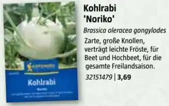 Bauhaus Kohlrabi 'Noriko Angebot
