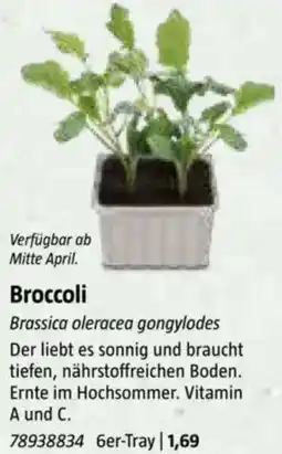Bauhaus Broccoli Angebot